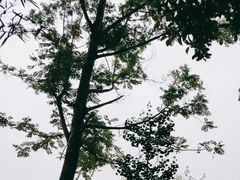 -神仙树公园