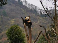 -卧龙中华大熊猫苑神树坪基地