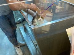 -PETKIT小佩宠物·低压洗护(国顺东路店)