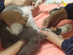 -谐和益家动物医院·免疫绝育·血液透析·宠保定点医院(高新伊藤分院)