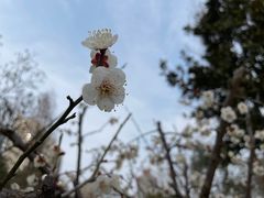 -新虹桥中心花园