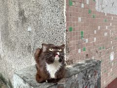 -东莞宠友24H宠物中心医院·转诊夜诊·异宠(新河北路院)