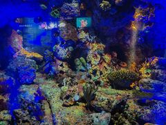 -上海海洋水族馆