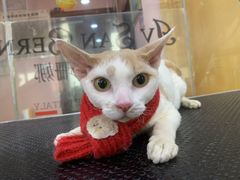 -车接车送·寄养洗护·德文猫舍(大宁店)