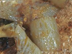 -盖帮鳝鱼串串(东郊记忆店)