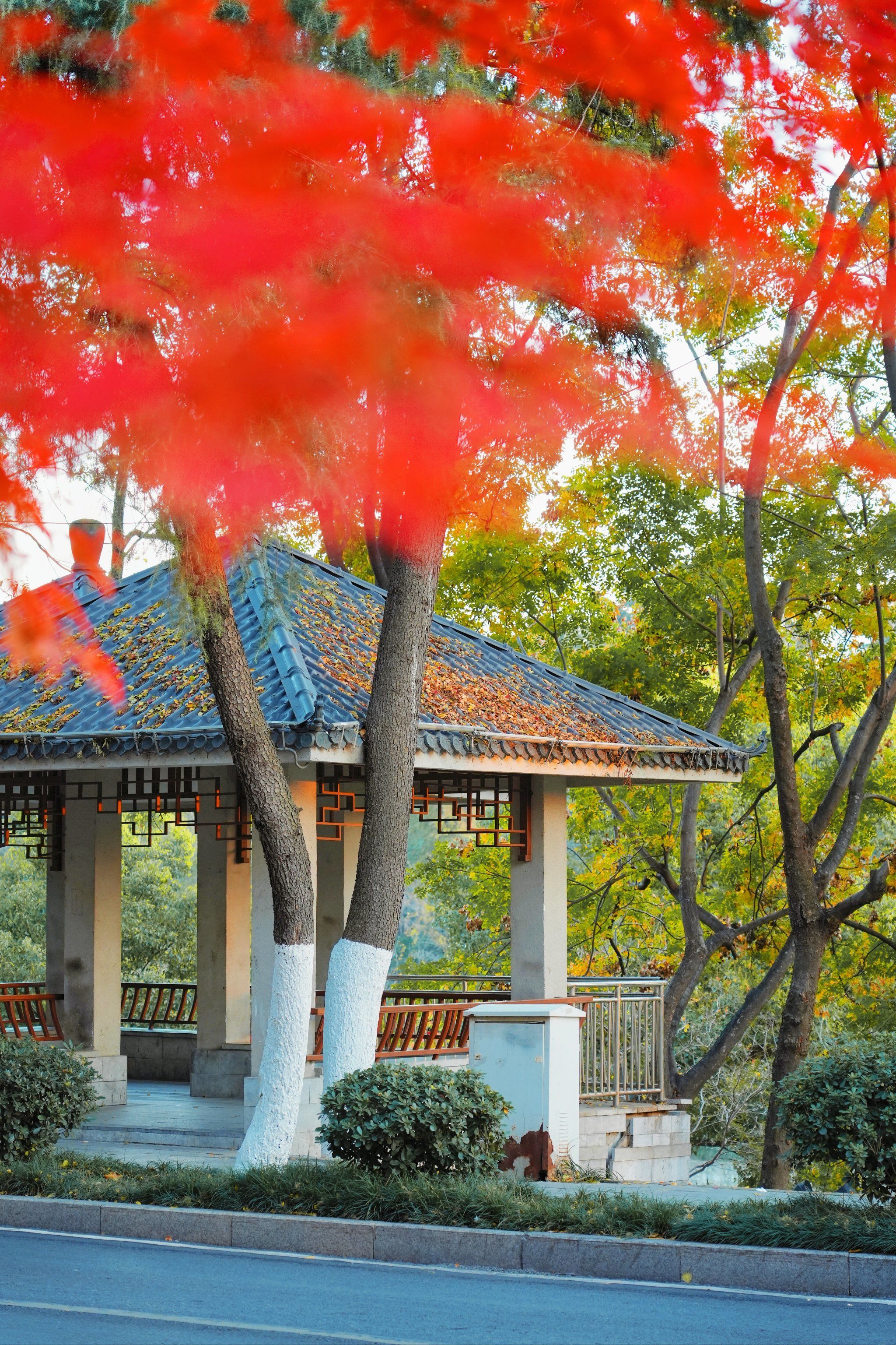 合肥初冬新风景•幽静路口赏红枫姹紫嫣红