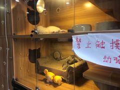 -喵百万·布偶·蓝金金渐层英短·猫舍(百子湾店)