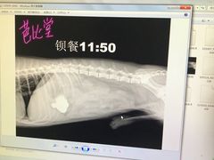 -芭比堂动物医院·24小时·眼科中心(深圳中心)