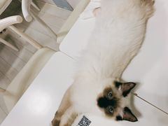 -喵的天空名猫咖啡馆·撸猫·猫舍·用品