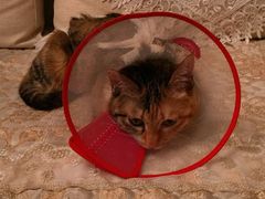 -佳怡动物医院·平价24小时·猫专科骨外科