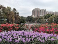 -荔湾湖公园