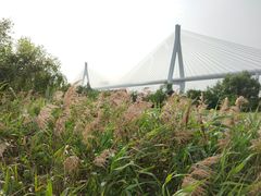 -芒洲湿地公园
