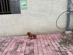 -芭比堂动物医院·心脏专科·夜诊·吉雅分院