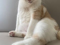 -鼓捣猫呢主题猫咖店