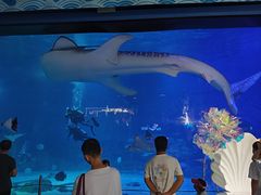 -烟台海昌鲸鲨海洋公园
