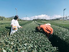 -雪绿茶博物馆