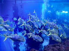 -成都浩海立方海洋公园