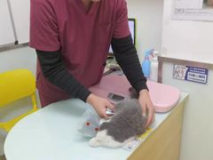 -宠福鑫康馨动物医院·骨科·眼科