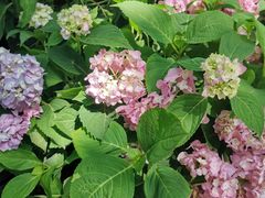 -广西壮族自治区药用植物园