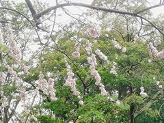 -东莞植物园