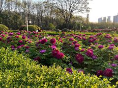 -洛阳市隋唐城遗址植物园