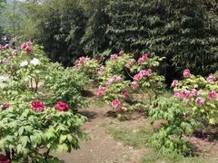 -国家植物园南园