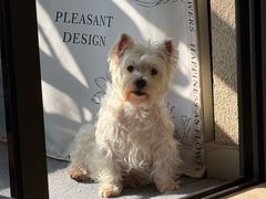 -瑞鹏宠物医院·宠保定点·心脏科·内科(御桥分院)