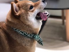 -逗柴咖啡屋·狗咖猫咖宠物桌游