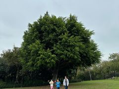 -深圳湾公园(南山区)
