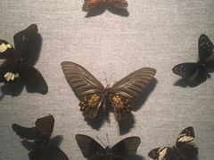 -烟台自然博物馆