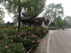 -石家庄市植物园