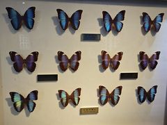 -上海昆虫博物馆