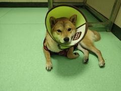 -瑞派宠物医院(搏威敦和院)