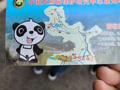 -都江堰中华大熊猫苑
