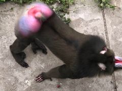 -西安秦岭野生动物园