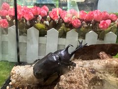 -上海昆虫博物馆