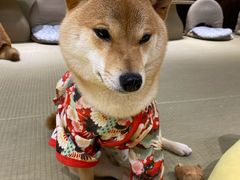 -逗柴咖啡屋·狗咖猫咖宠物桌游