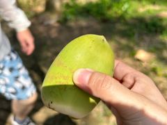 -东寨港红树林旅游区