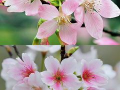 -天适樱花悠乐园