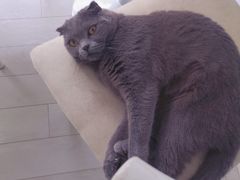 -喵的天空名猫咖啡馆·撸猫·猫舍·用品