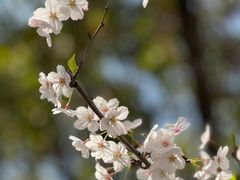 -高东镇樱花园
