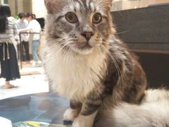 -瞄一喵猫咖(格力海岸店)
