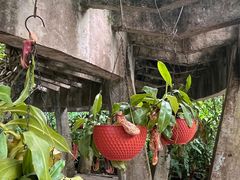 -中国科学院西双版纳热带植物园