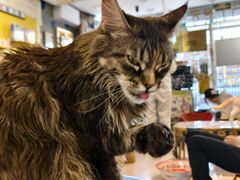 -平行世界·猫咖(首经贸店)