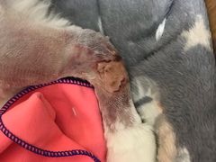 -喜多萌中农锦绣动物医院24H·猫科·牙科MRI·CT