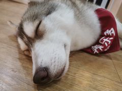 -Husky Go! 哈士奇体验馆·宠物咖啡厅狗咖