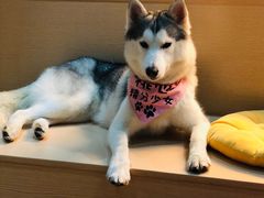 -Husky Go! 哈士奇体验馆·宠物咖啡厅狗咖