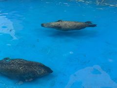 -海合安成都极地海洋公园