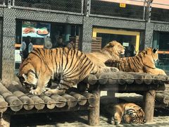 -西安秦岭野生动物园