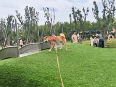 -爪吧宠物乐园·宠物泳池(温榆河示范区店)